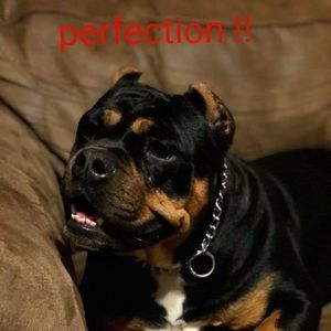 Meet your Posher, Dave